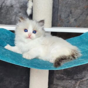 Ragdoll kitten