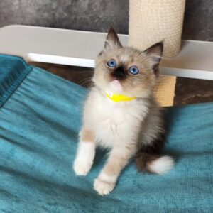 Milo