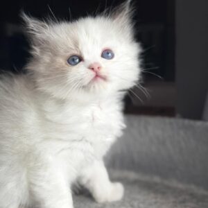 Zeus